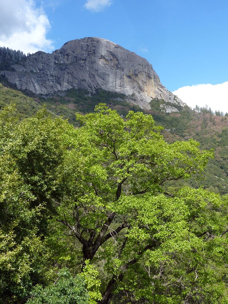 Sequoia parc(56).JPG